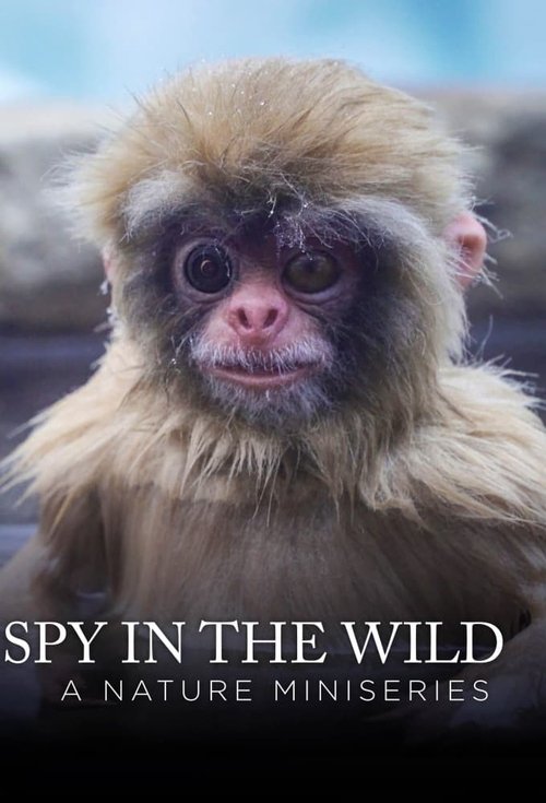 名称：荒野间谍 BluRay 1080P描述：　　BBC2017开年巨作——纪录片《荒野间谍（Spy in the Wild）》